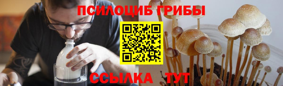 Псилоцибиновые грибы Psilocybine cubensis  Вход с VPN  как найти   Знаменск  Галлюциногенные грибы прущие грибы 